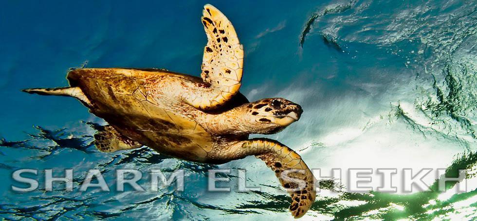 Egypt Sharm El Sheikh Egypt Sharm El Sheikh